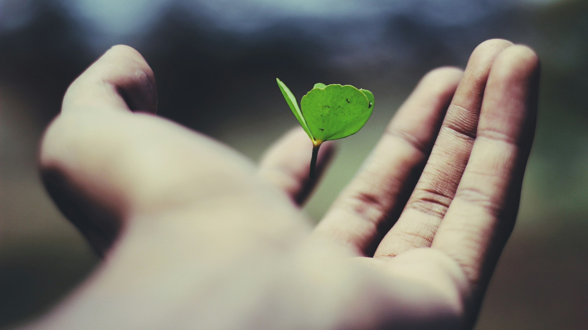 ¿Qué es una empresa nombrada con un distintivo ESR y cómo ayudan al medio ambiente?