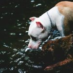 Agua y mascotas