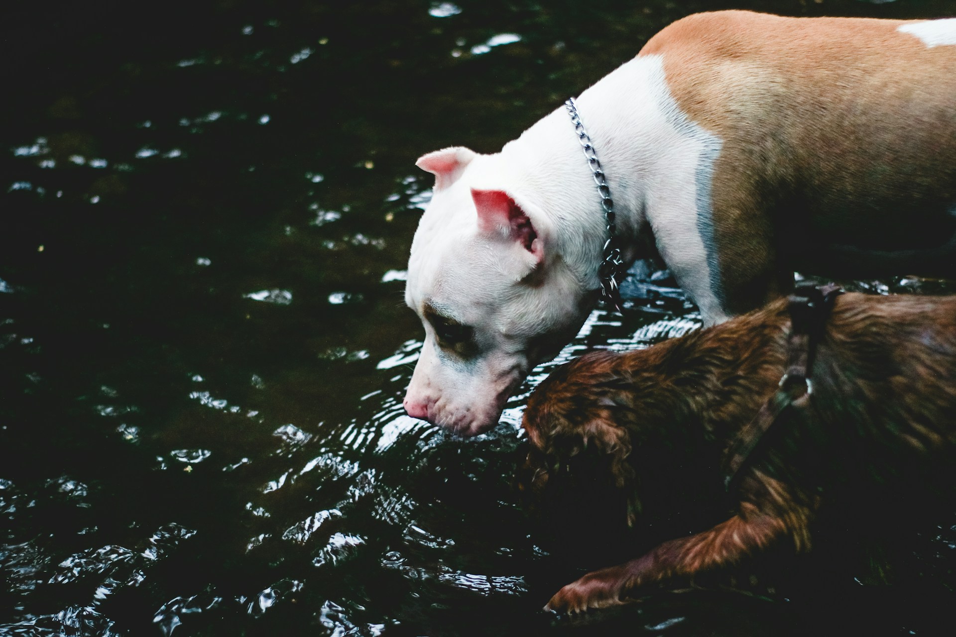 ¿De la llave, filtrada o del garrafón? Qué tipo de agua es mejor para tus mascotas