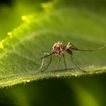 Mosquitos
