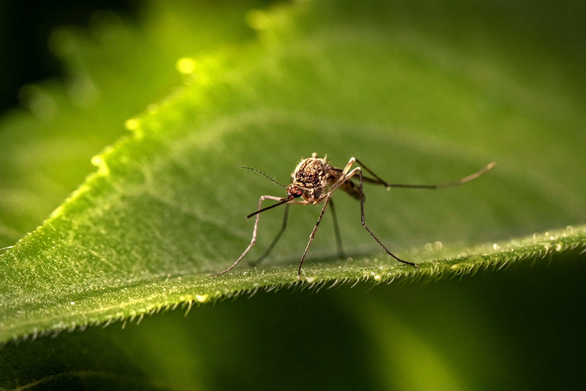 Aprende a cuidar del agua almacenada para evitar la reproducción de mosquitos