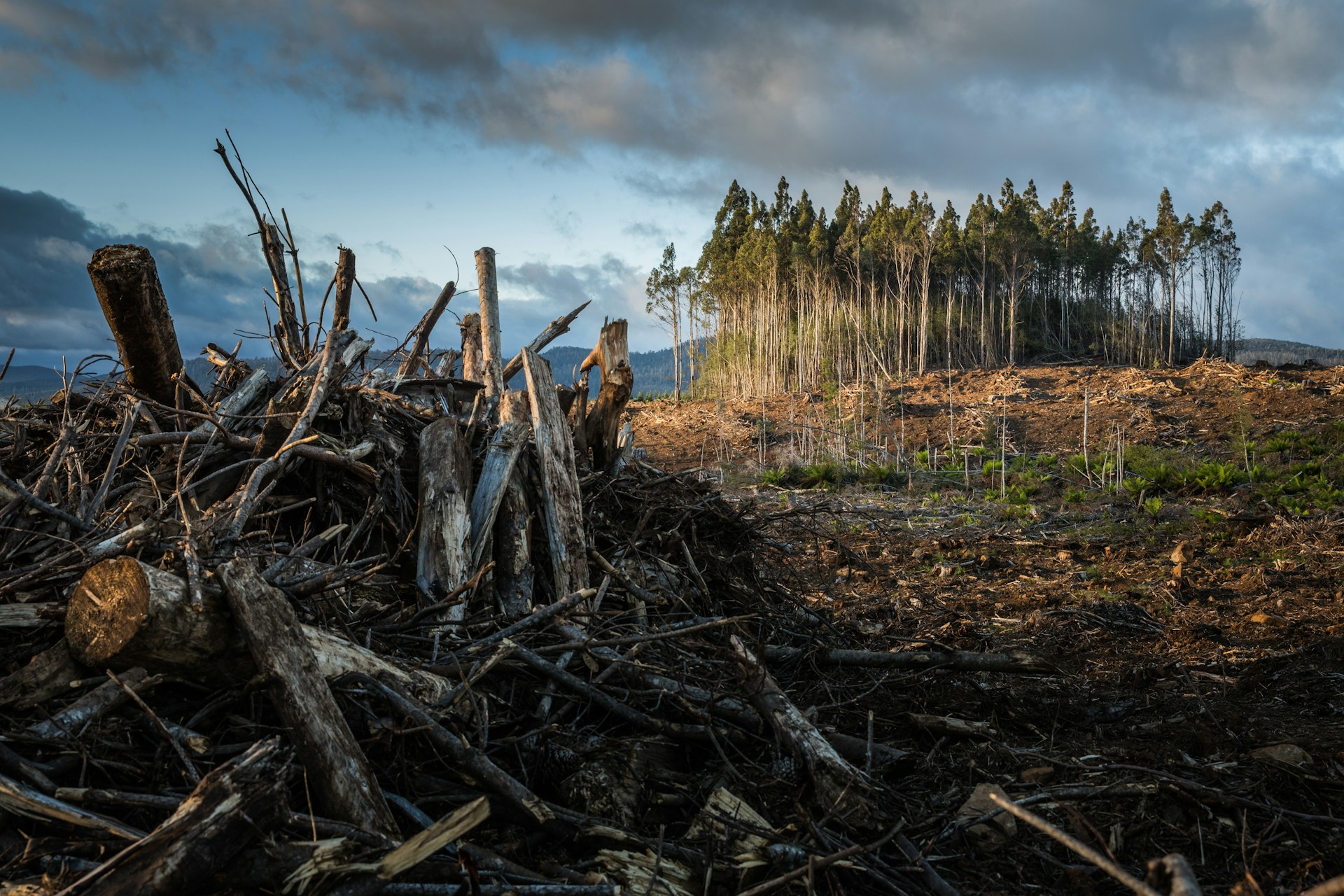 Cambio climático: Cuáles son los efectos y cómo nos afecta