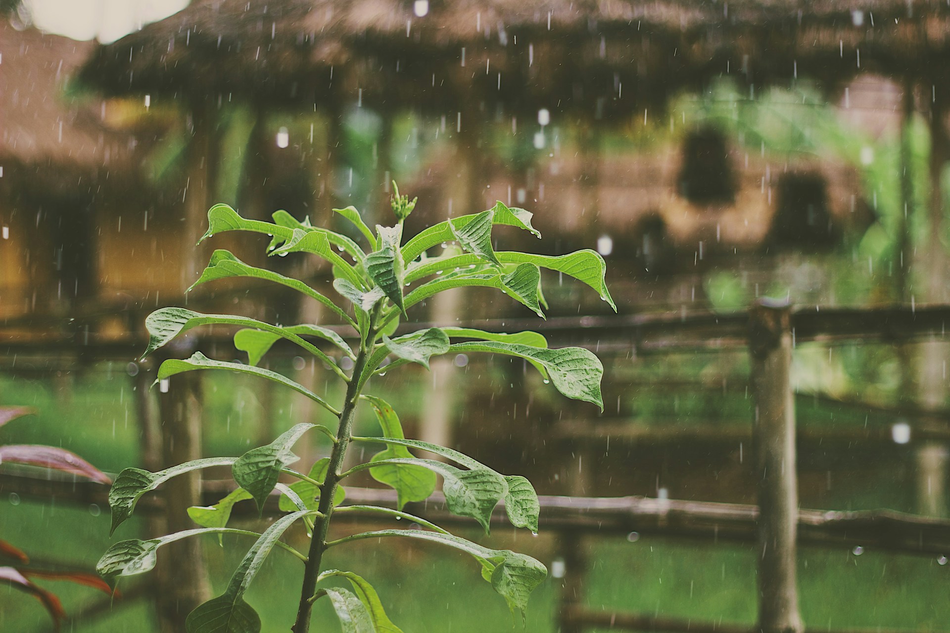 Cómo sacar provecho del agua durante la temporada de lluvias