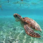 Día de las tortugas