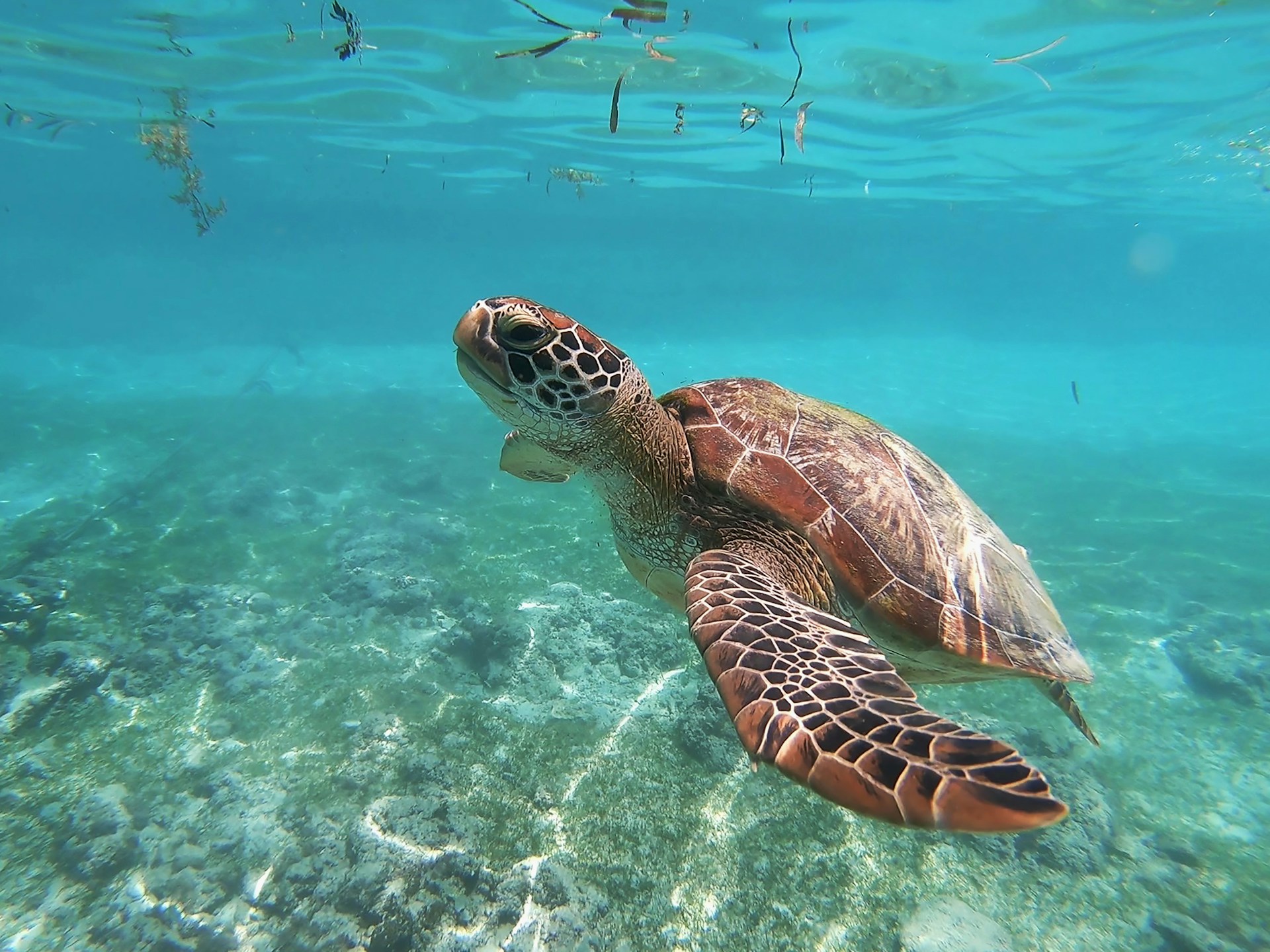 10 curiosidades para celebrar el Día Mundial de las Tortugas Marinas