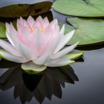 Plantas y agua