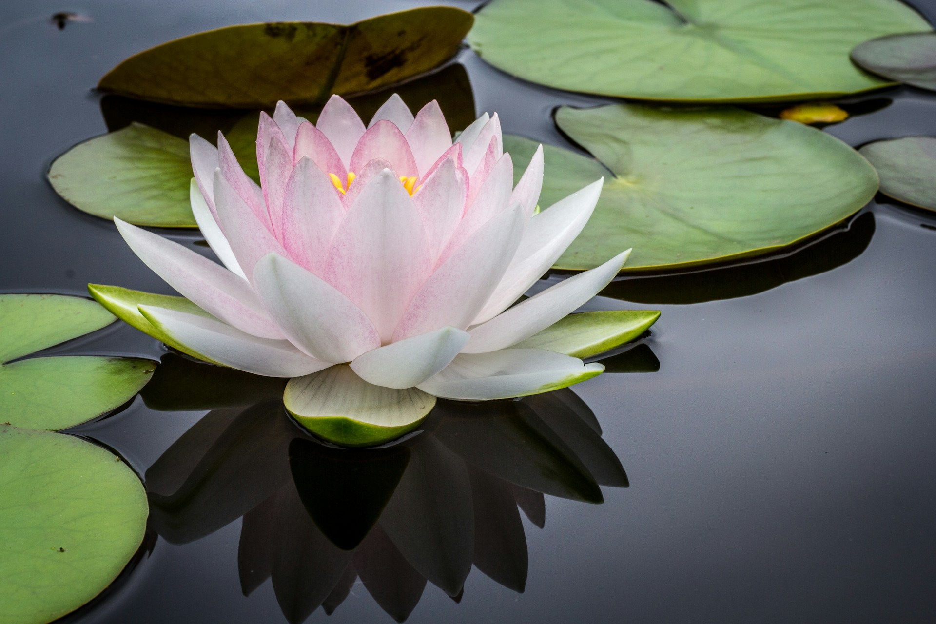 5 plantas que ayudan a purificar el agua de forma natural en casa