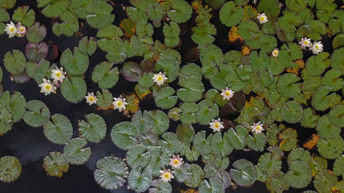 Plantas de agua