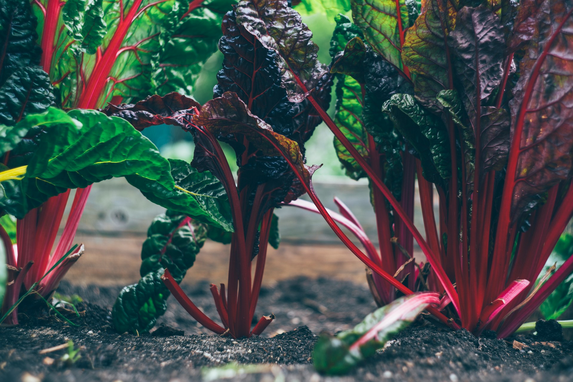 Agroecología, ¿qué es y cómo puede ayudar en caso de sequía?