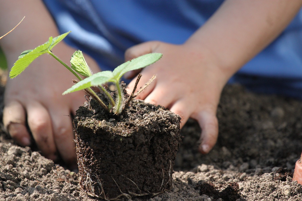 Huerto en casa: Cuáles son los mejores sistemas de riego para cuidar de tus plantas y el agua