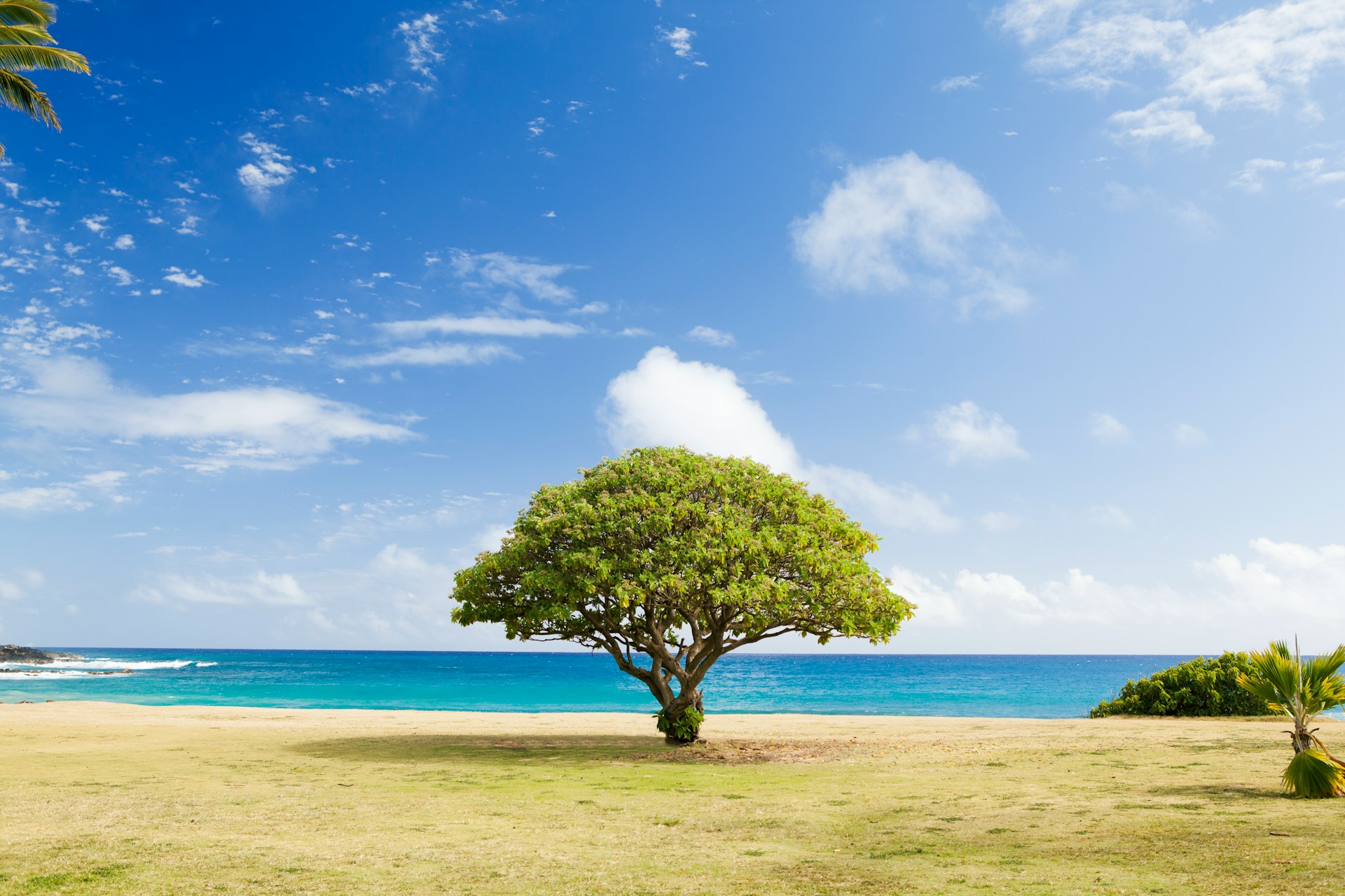 Día del Árbol, ¿cuándo se conmemora en México y por qué es importante celebrarlo?