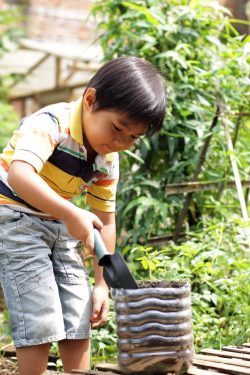 Programa de planta de árboles y germinación de semillas