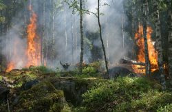 Bosque en pleno incendio