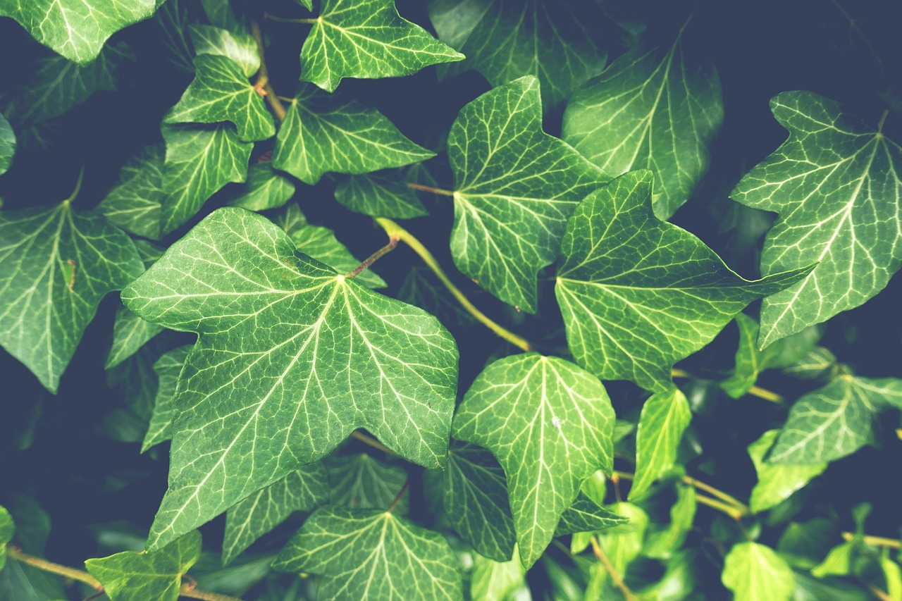 Consejos para cuidar de las plantas durante las temporadas de calor extremo