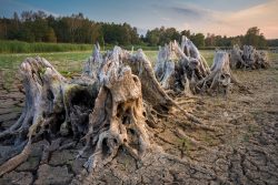 La deforestación es un factor clave para la sequía