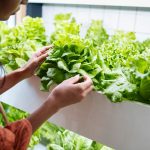 Huerto casero: Qué es un cultivo hidropónico y cómo armar uno en casa