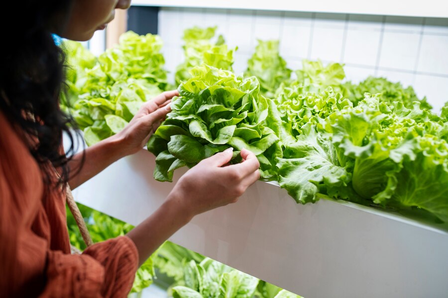 Huerto casero: Qué es un cultivo hidropónico y cómo armar uno en casa