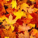 cuidado del medio ambiente con el otoño