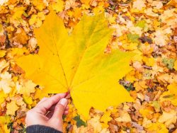 Cambio de estación y cuidado del ambiente en otoño