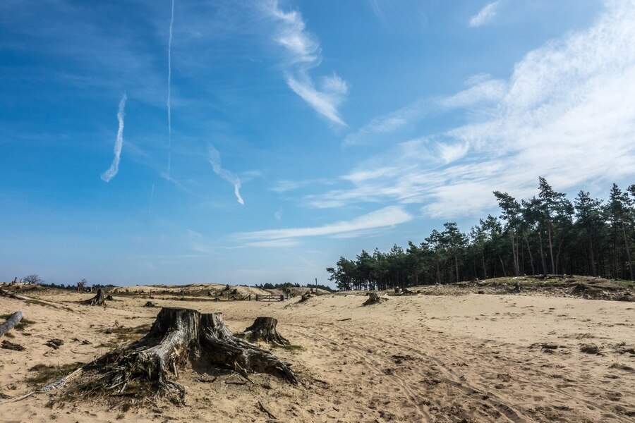 Los 5 delitos contra el medioambiente que más dañan a nuestros entornos