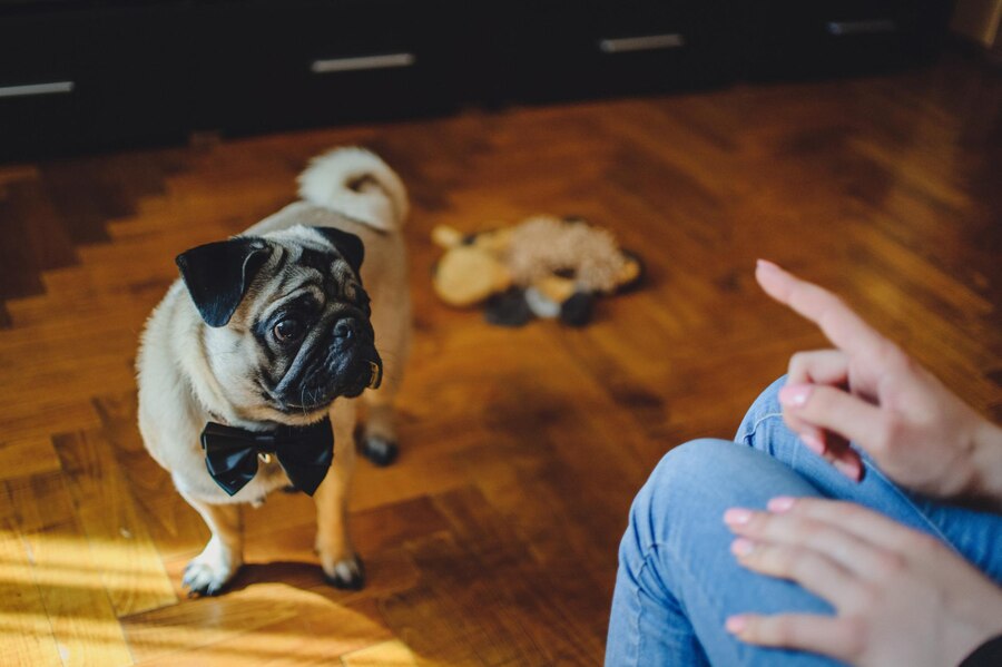 ¿Cómo los desechos de tu mascota afectan al medioambiente y cómo evitarlo?