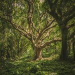 árbol de hojas verdes bosque