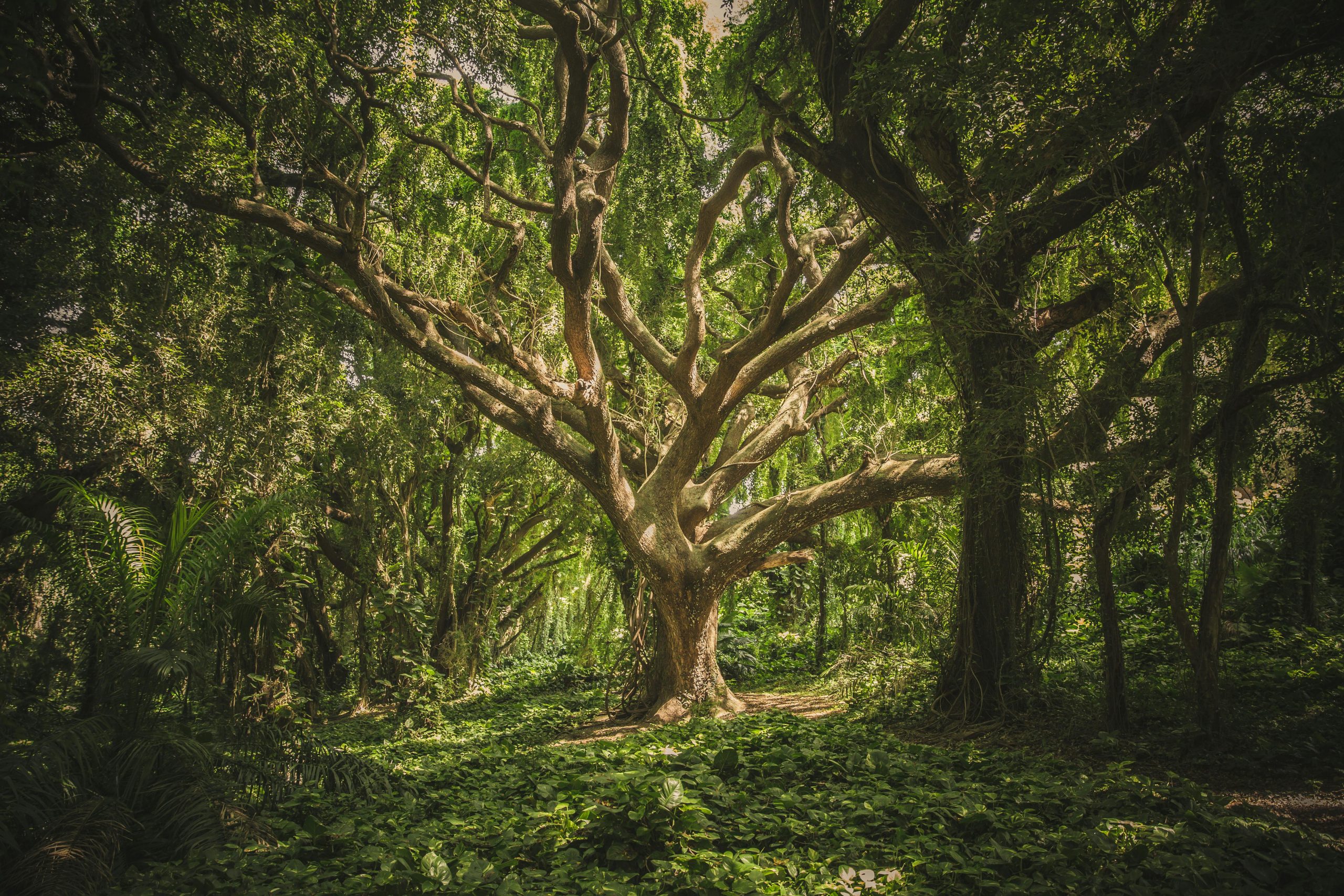 Día Internacional de los Bosques: ¿Cómo los bosques regulan el agua en la Tierra?