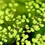 planta de hoja verde