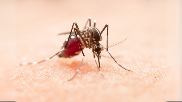 Charco causado por drenaje obstruido que favorece plagas, mosquitos y enfermedades como dengue