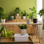 plantas-de-interior-en-el-estudio