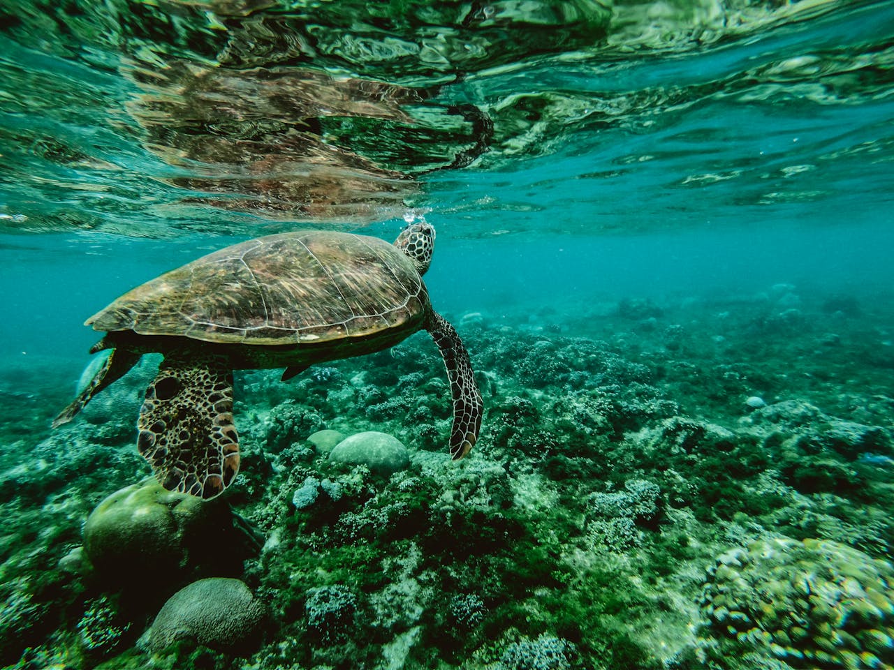 Conoce a Luum Balicheo, la asociación protectora de animales beneficiaria de Cascarita en tu colonia de Aguakan