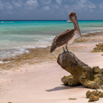 Acumulación de sargazo en Quintana Roo
