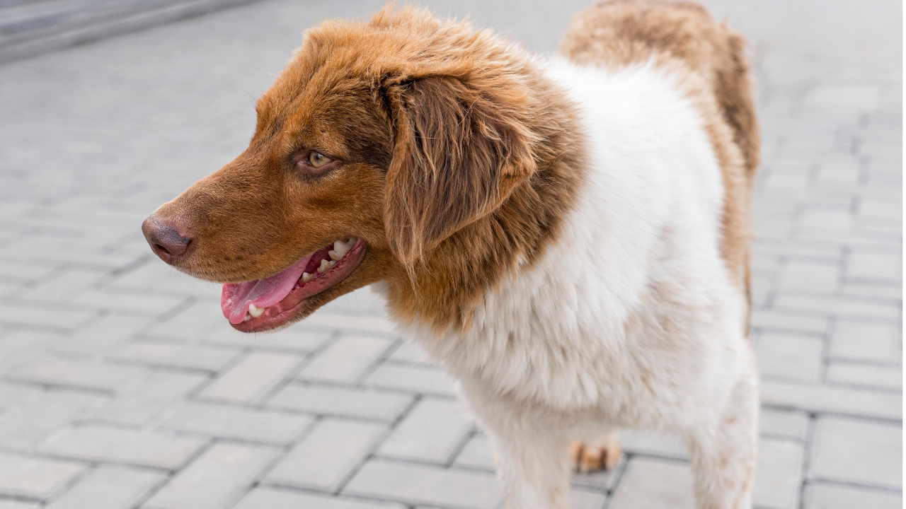 Manchas, el perro que detecta fugas de agua en México y salva miles de litros