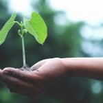 reforestación qué es y cuál es su importancia