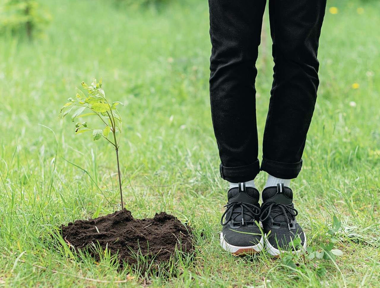 Cómo plantar árboles correctamente y dónde hacerlo para combatir el cambio climático