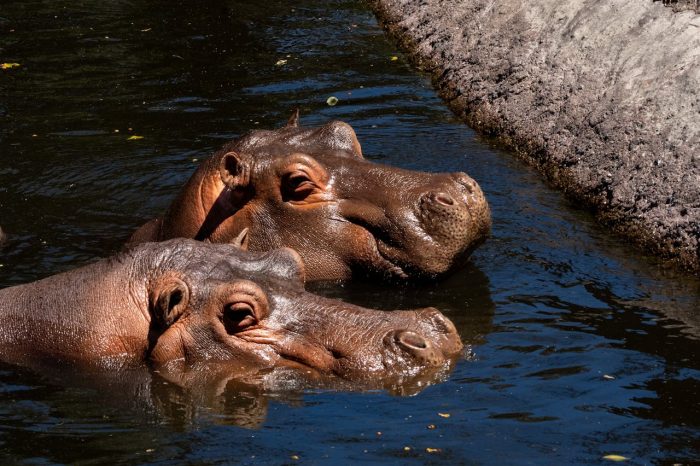 especies en peligro por el cambio climático