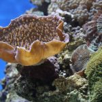 especies más afectadas por el cambio climático en el mundo