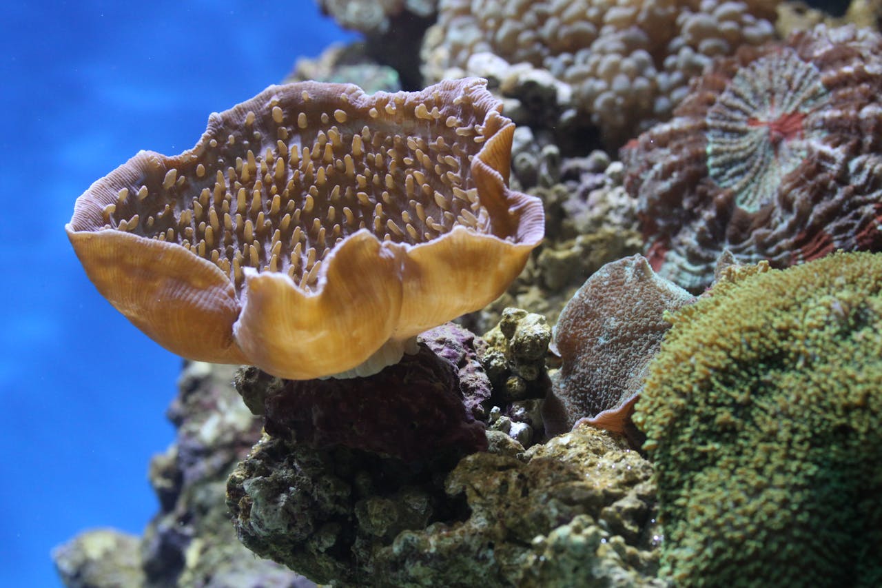 Estas son las 8 especies más afectadas por el cambio climático en el mundo
