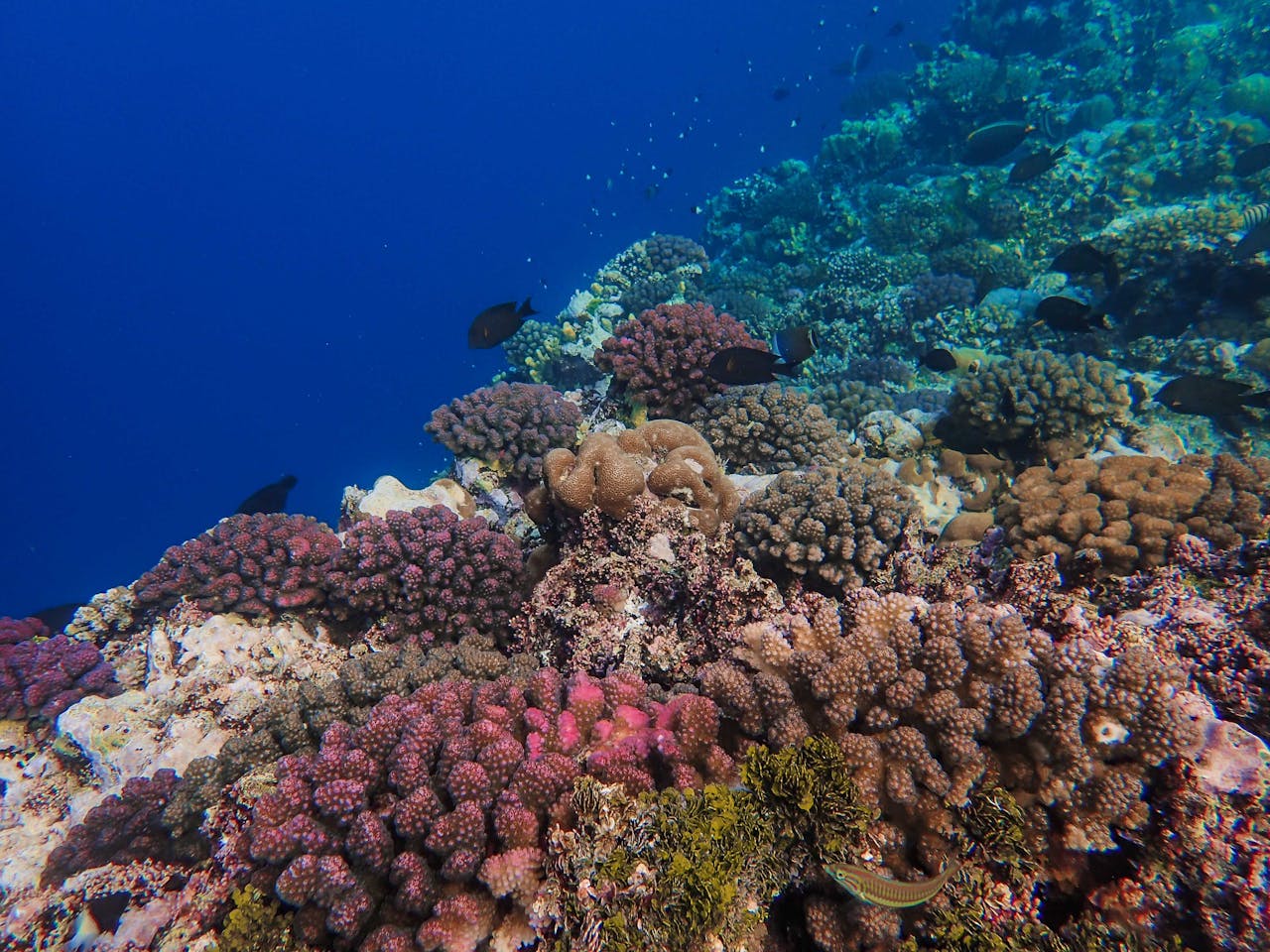 Día Mundial de los Arrecifes: cómo ayudan a proteger las costas de Quintana Roo