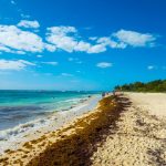 sargazo Quintana Roo