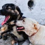 bañar a tu perro