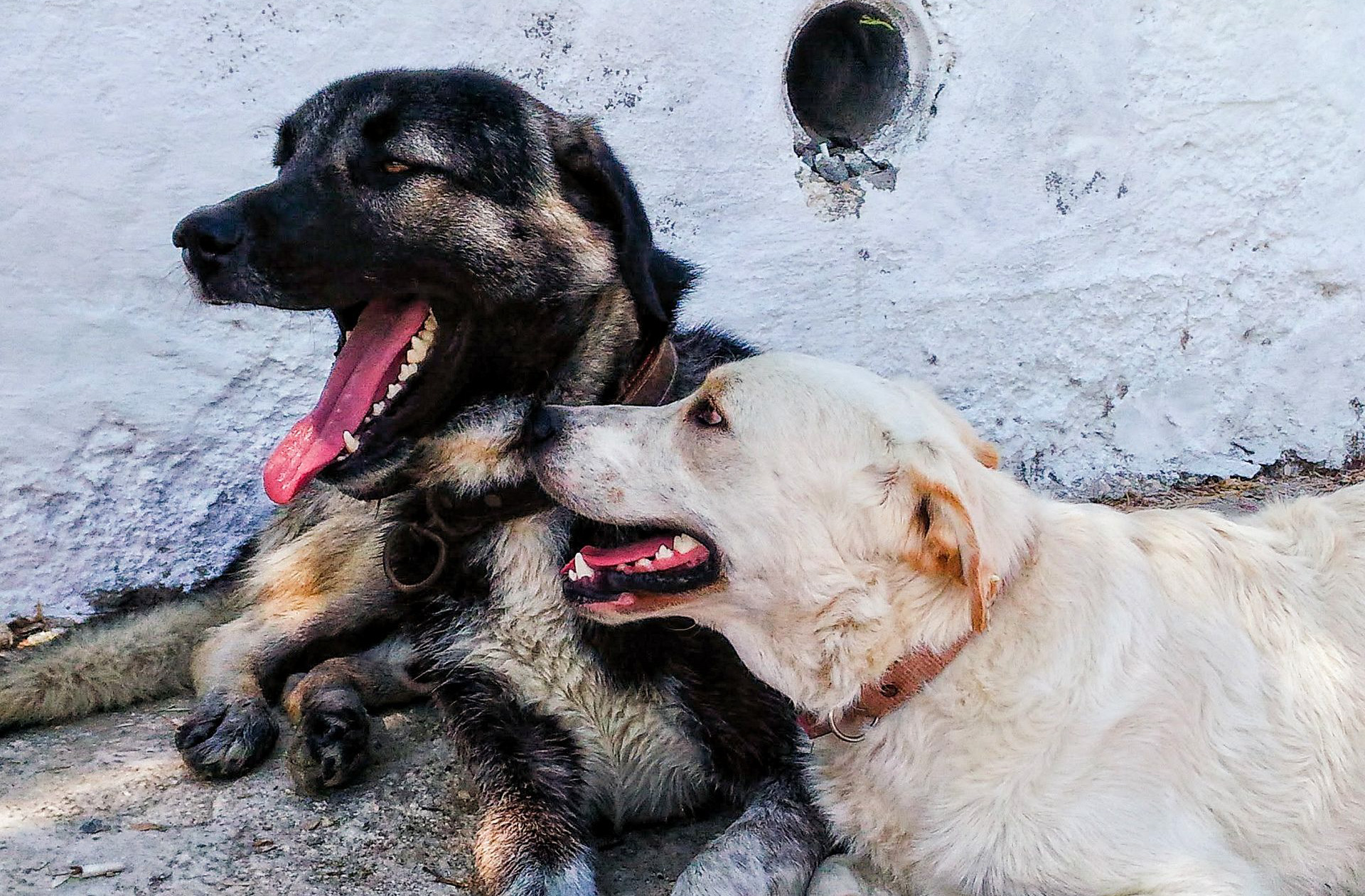 Cómo bañar a tu perro usando menos agua: 5 consejos para ahorrar sin afectar su higiene