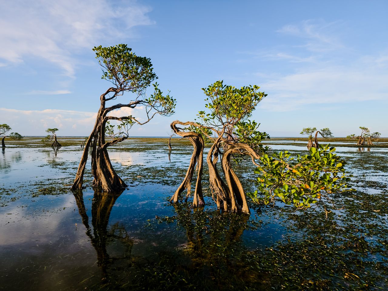 ¿Qué son los manglares y por qué son tan importantes en Quintana Roo?