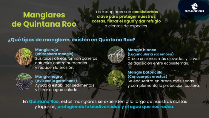 manglares quintana roo