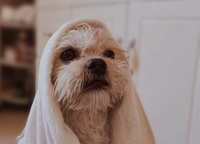 bañar a tu perro