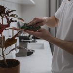 tips para saber si regaste las plantas de más