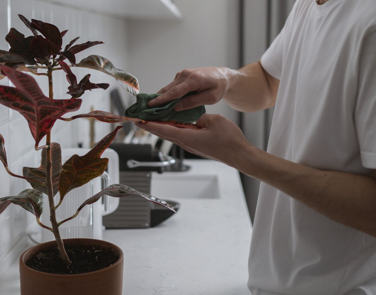 ¿Te pasaste de agua? Cómo saber si estás regando tus plantas de más